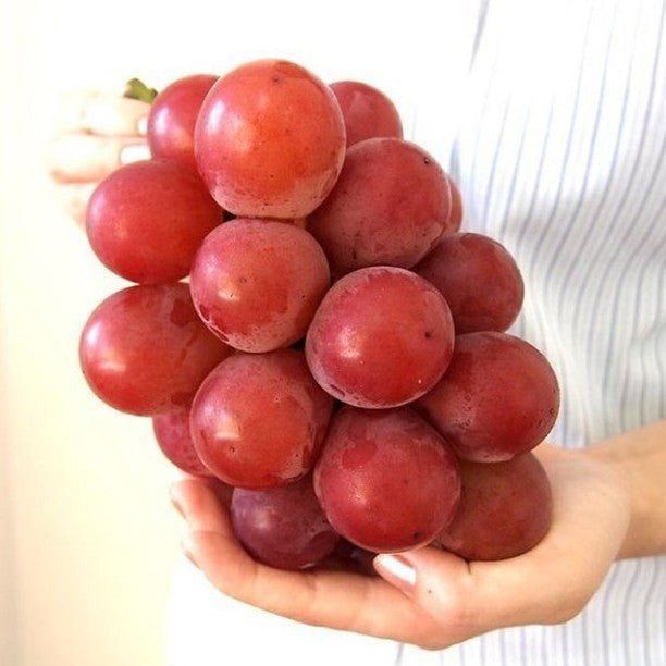 This is Vitis vinifera. The common name for this is Roman Ruby Grape. Whimsy and Wonder Seeds sells the freshest of rare fruit seeds. Other Common names for this exotic fruit species are: Roman Ruby Grape, Red Muscat, Crimson Grape, Ruby Seedless, Scarlet Grape, Ancient Roman Grape, Sweet Red Grape, Italian Ruby Vine, Blush Wine Grape. Check this Roman Ruby Grape (Citrus macroptera) out along with all of our other Rare and Exotic Fruit plant seeds here at Whimsy and Wonder Seeds. We ship these exotic fruit plants seeds from Canada to anywhere in the World.