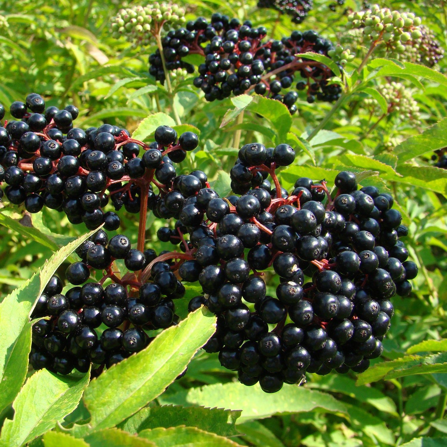 This is Sambucus canadensis. The common name for this is Elderberry. Whimsy and Wonder Seeds sells the freshest of heirloom seeds, vegetable seeds and rare garden seeds. Check this Elderberry (Sambucus canadensis) out along with all of our Heirloom vegetables and rare garden plant seeds here at Whimsy and Wonder Seeds. We ship these garden seeds from Canada to anywhere in the World.