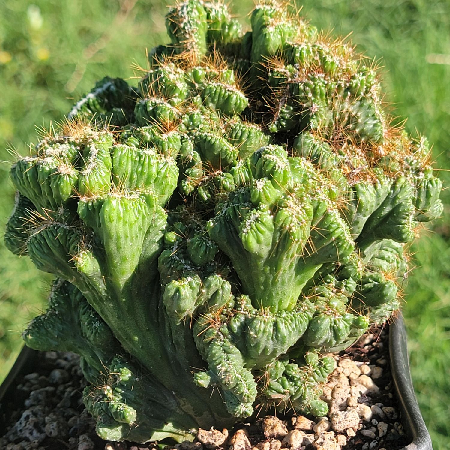 This is Cereus peruvianus &#39;Montrose&#39;. The common name for this is Montrose Apple Cactus. Whimsy and Wonder Seeds sells the freshest of rare plant seeds. Other Common names for this rare cactus species are: Montrose Apple Cactus, Cereus Peruvianus ‘Montrose’, Peruvian Apple Cactus, Night Blooming Cactus, Giant Club Cactus, Queen of the Night Cactus, Apple Bearing Cactus, Columnar Apple Cactus, Cereus Montrose. Check this Montrose Apple Cactus (Cereus peruvianus &#39;Montrose&#39;) out along with all of our other cacti plant seeds here at Whimsy and Wonder Seeds. We ship these cactus plants seeds from Canada to anywhere in the World.