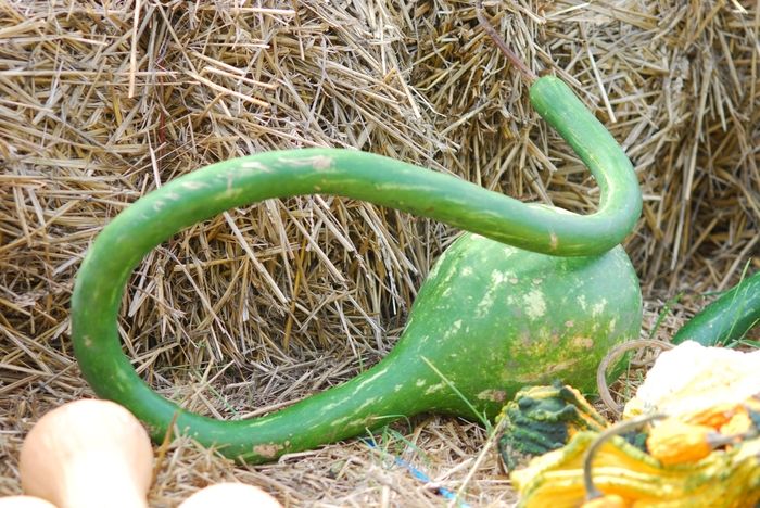 This is Lagenaria siceraria. The common name for this is Long Handled Dipper Gourd. Whimsy and Wonder Seeds sells the freshest of heirloom seeds, vegetable seeds and rare garden seeds. Check Long Handled Dipper Gourd (Lagenaria siceraria) out along with all of our Heirloom vegetables and rare garden plant seeds here at Whimsy and Wonder Seeds. We ship these garden seeds from Canada to anywhere in the World.