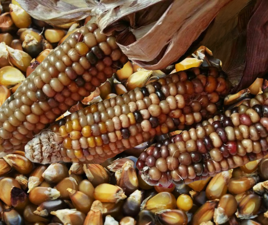 This is Zea mays. The common name for this is Farmyard Chocolate Corn. Whimsy and Wonder Seeds sells the freshest of heirloom seeds, vegetable seeds and rare garden seeds. Check Farmyard Chocolate Corn (Zea mays) out along with all of our Heirloom vegetables and rare garden plant seeds here at Whimsy and Wonder Seeds. We ship these garden seeds from Canada to anywhere in the World.
