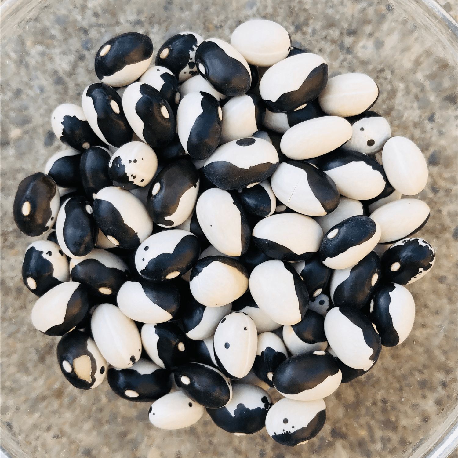 This is Phaseolus vulgaris. The common name for this is Orca Beans / Calypso Beans. Whimsy and Wond…