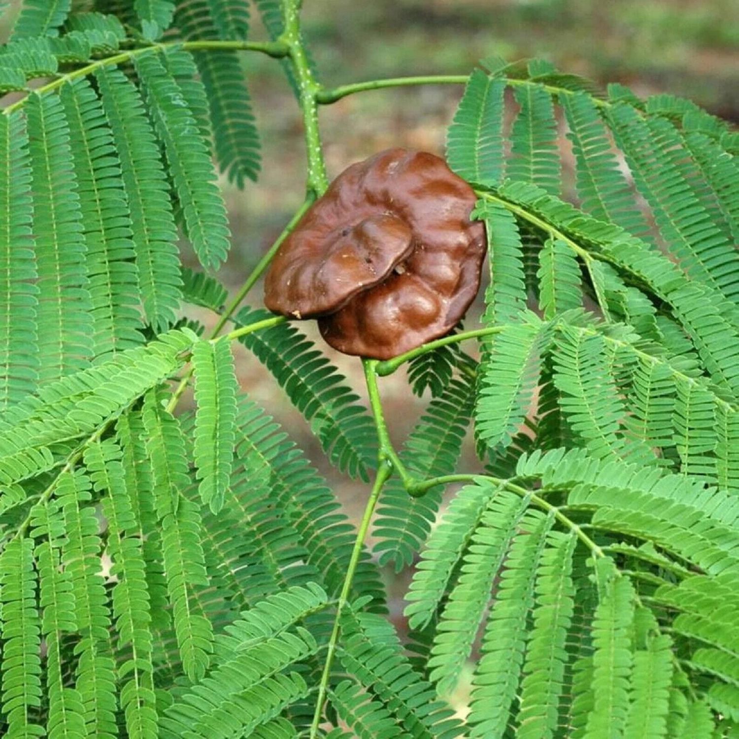 This is Enterolobium cyclocarpum . The common name for this is Elephant-ear Tree / Devil's Ear / Mo…