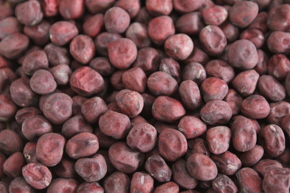 This is Pisum sativum. The common name for this is Swedish Red Pea / Biskopens. Whimsy and Wonder S…