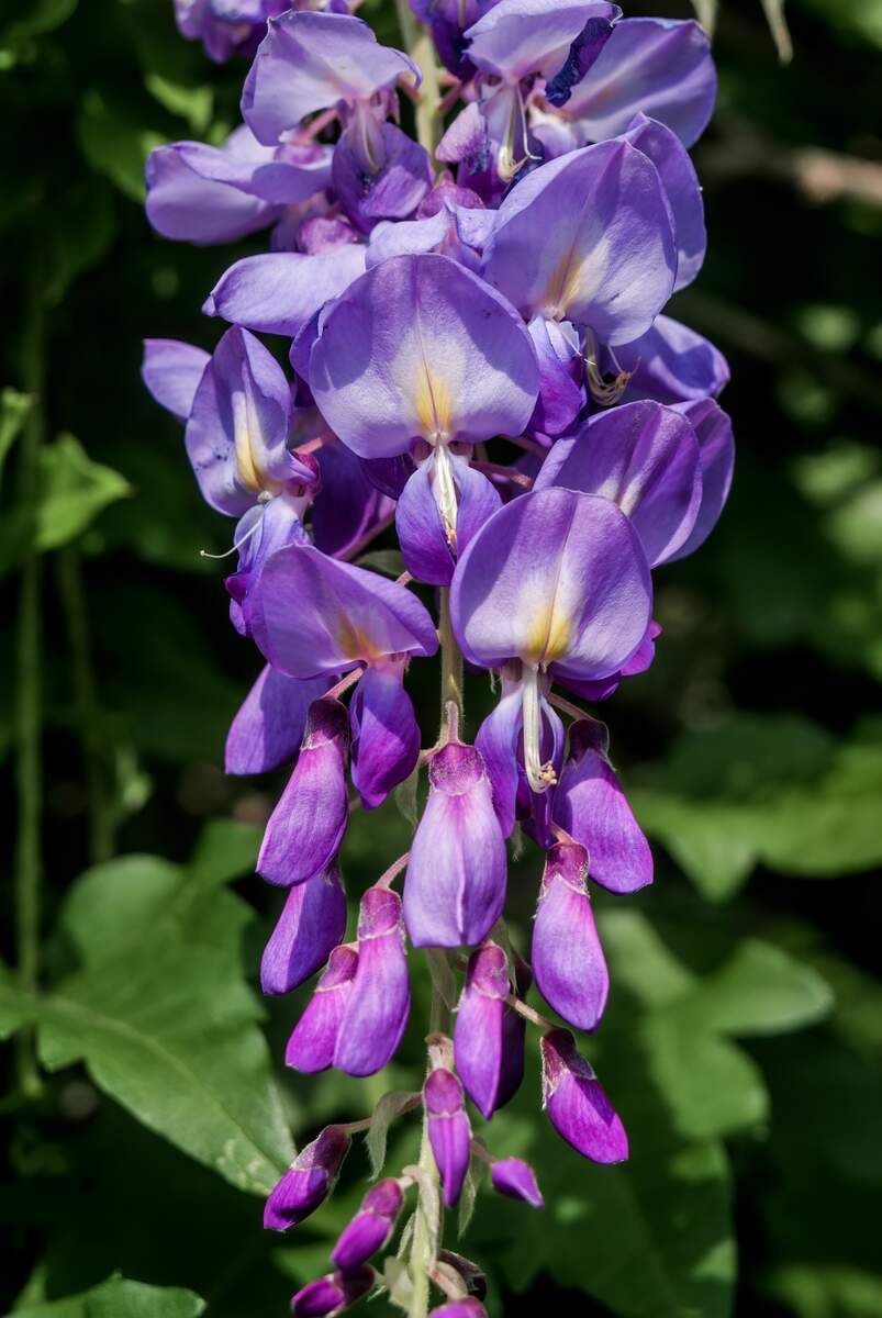 This is Wisteria sinensis. The common name for this is Chinese Wisteria. Whimsy and Wonder Seeds se…