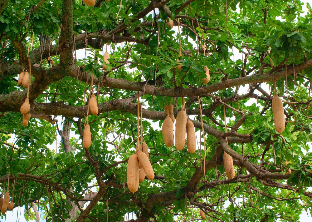 This is Kigelia pinnata / Kigelia africana. The common name for this is Sausage Tree. Whimsy and Wo…