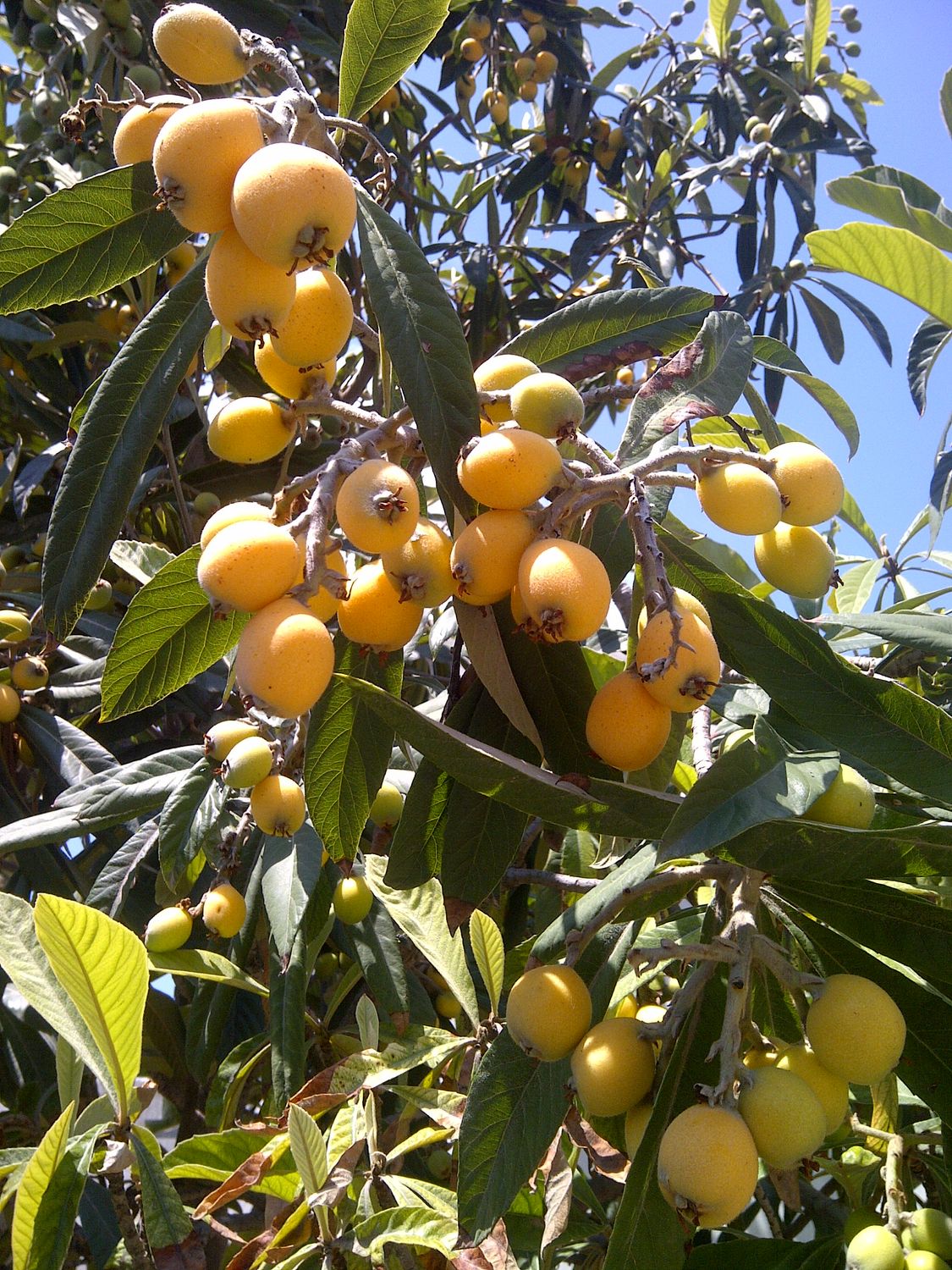 This is Eriobotrya japonica. The common name for this is Loquat. Whimsy and Wonder Seeds sells the …