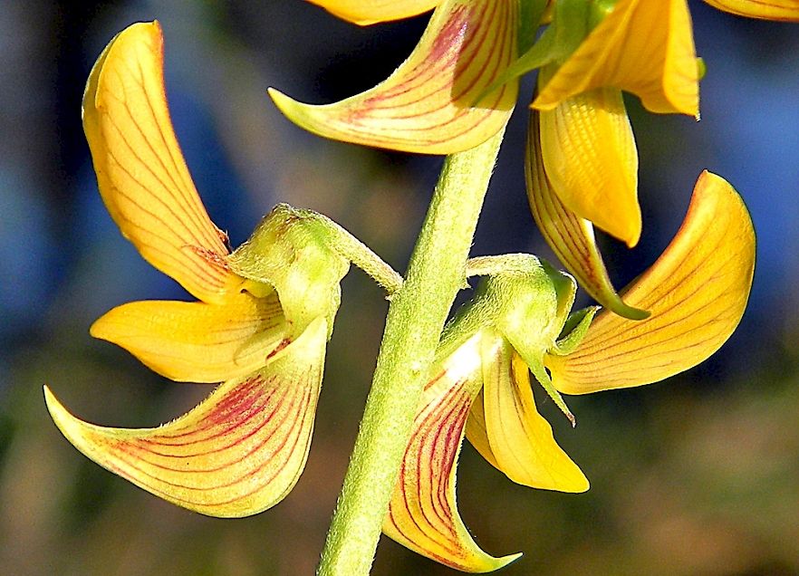 This is Crotalaria pallida. The common name for this is Streaked Rattlepod / Yellow Birdflower. Whi…
