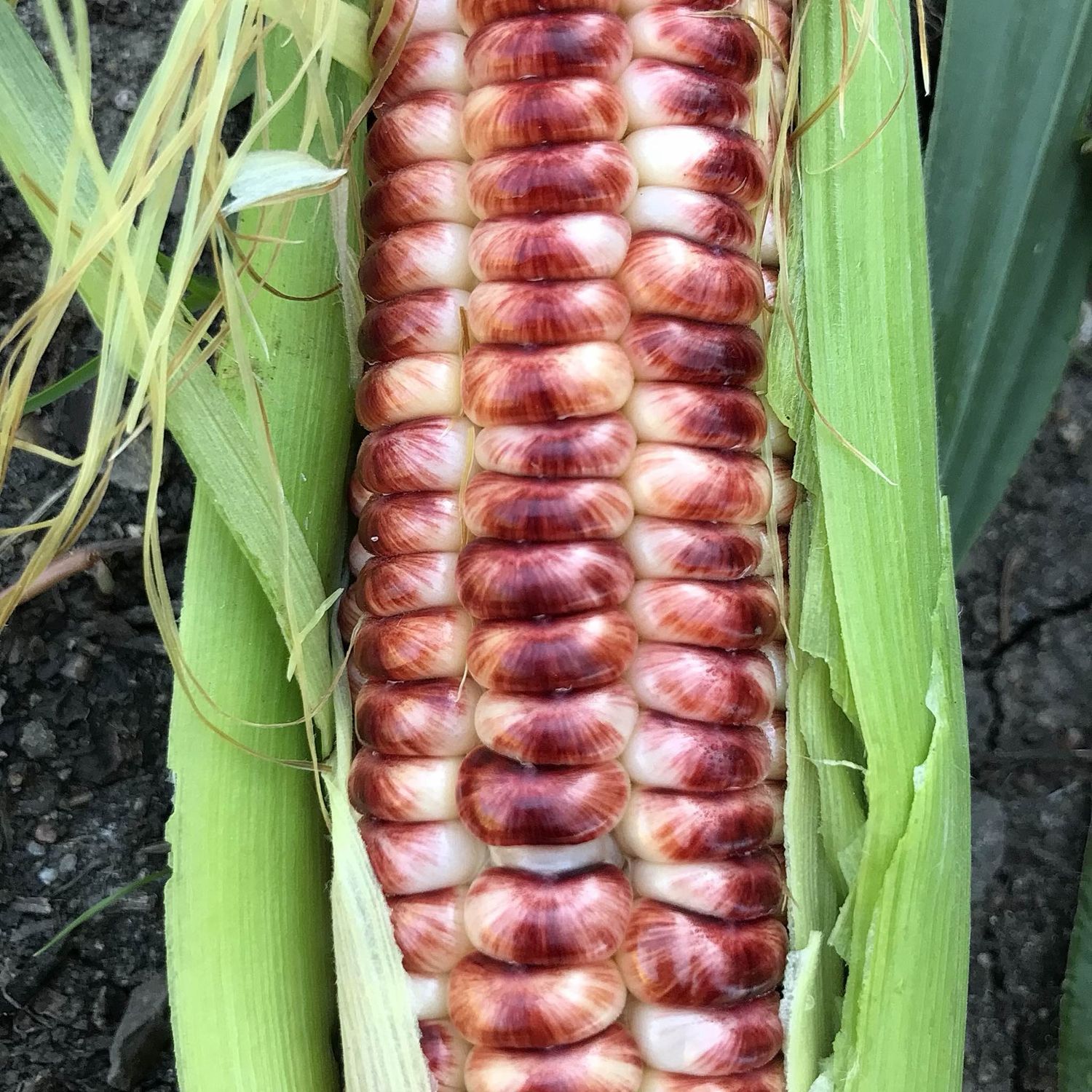 This is Zea mays. The common name for this is Fire On The Mountain Corn. Whimsy and Wonder Seeds se…