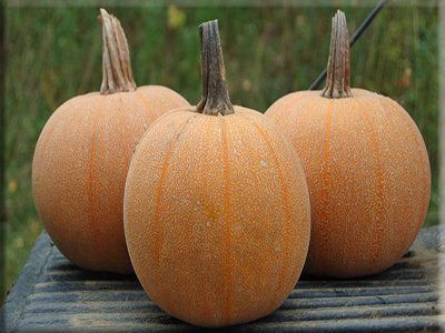 This is Cucurbita pepo. The common name for this is Winter Luxory Pumpkin. Whimsy and Wonder Seeds …