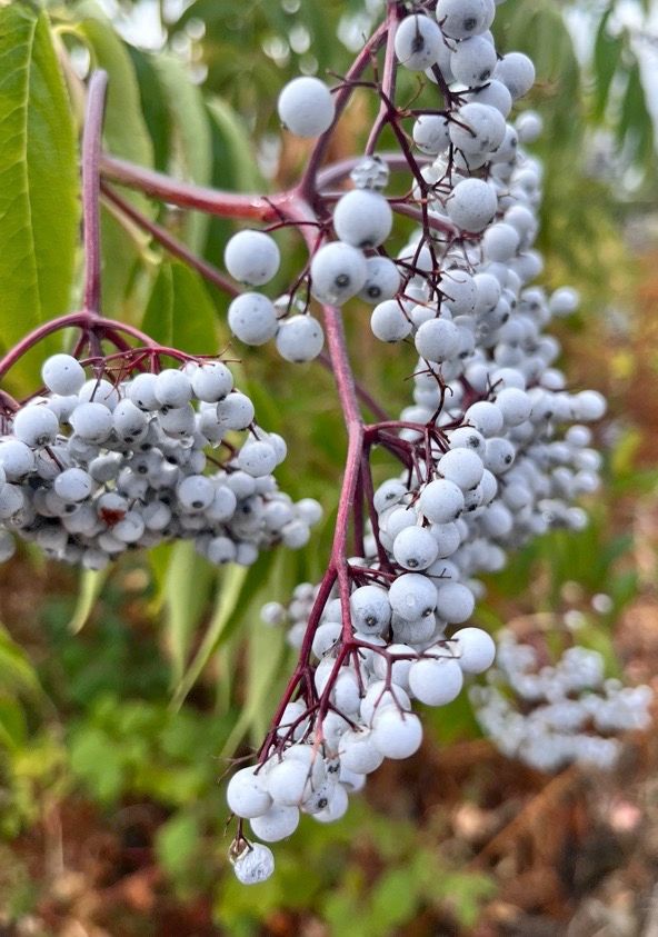 This is Sambucus cerulea / Sambucus nigra subsp. Cerulea. The common name for this is Blue Elderber…
