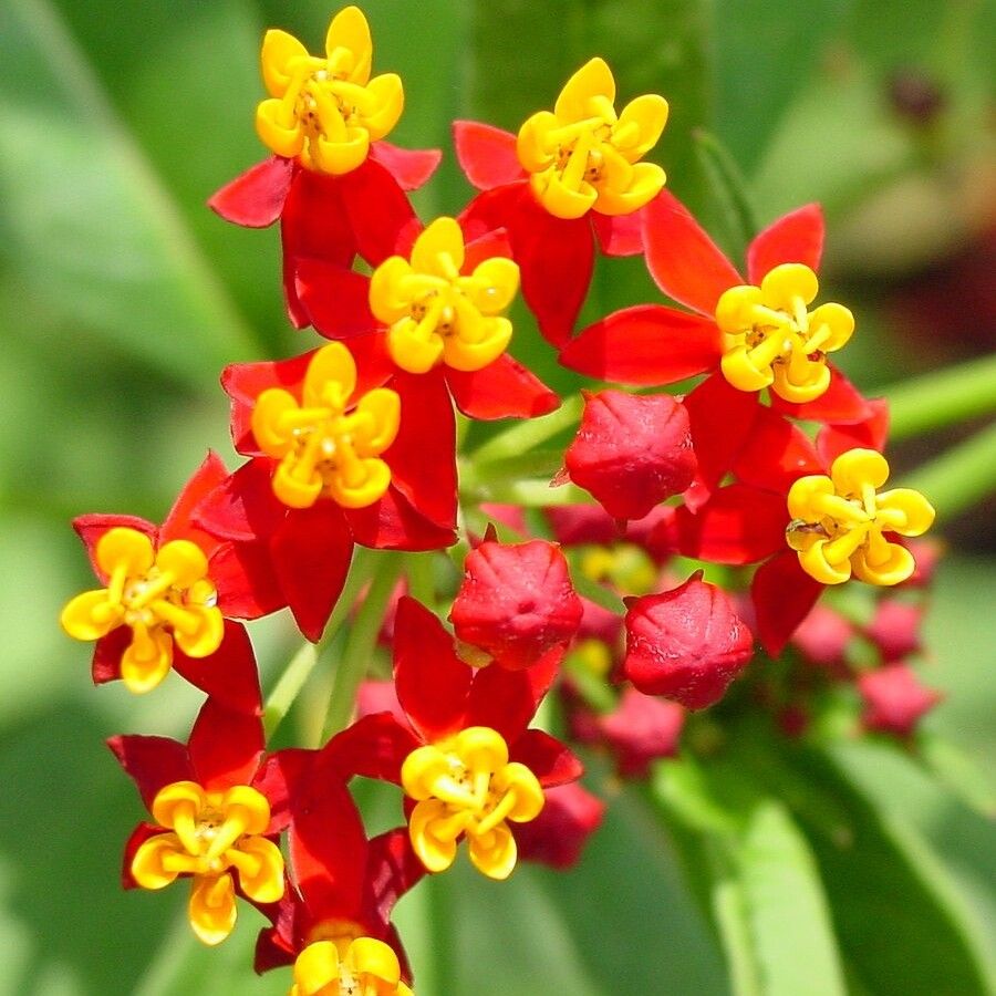 This is Asclepias curassavica. The common name for this is Bloodflower Butterfly Milkweed. Whimsy a…