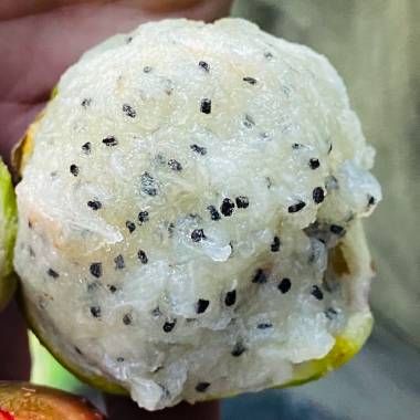 This is Stenocereus stellatus 'Blanco'. The common name for this is White Organ Pipe Cactus. Whimsy…