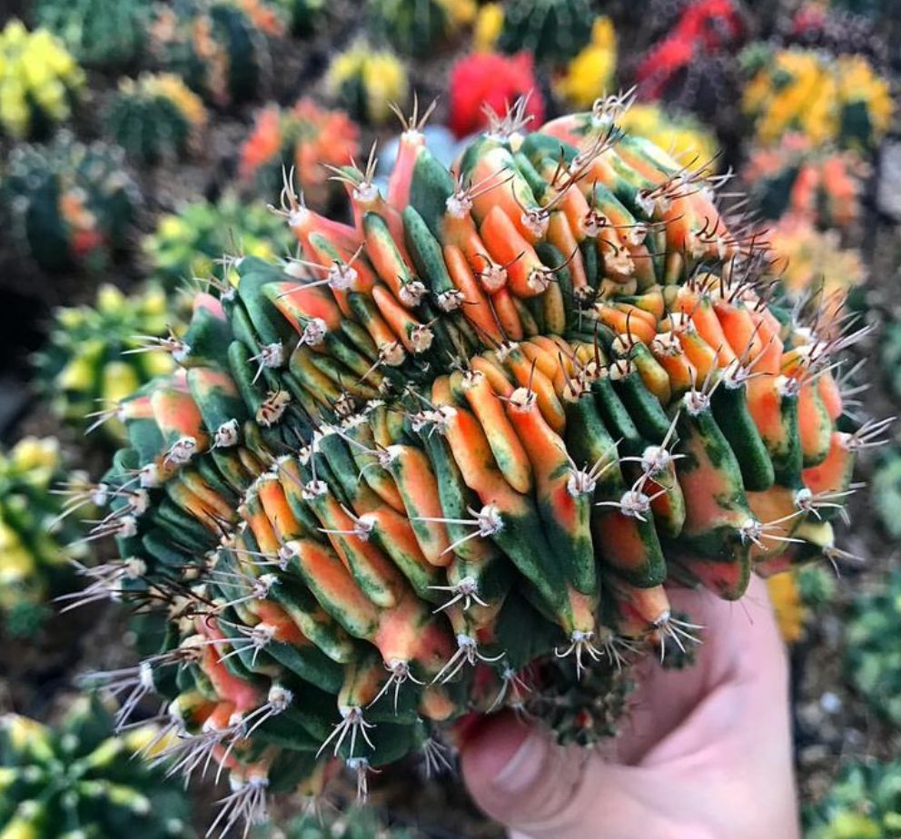 This is Gymnocalycium Mihanovichii cv. Variegata Cristata. The common name for this is Crested Moon…