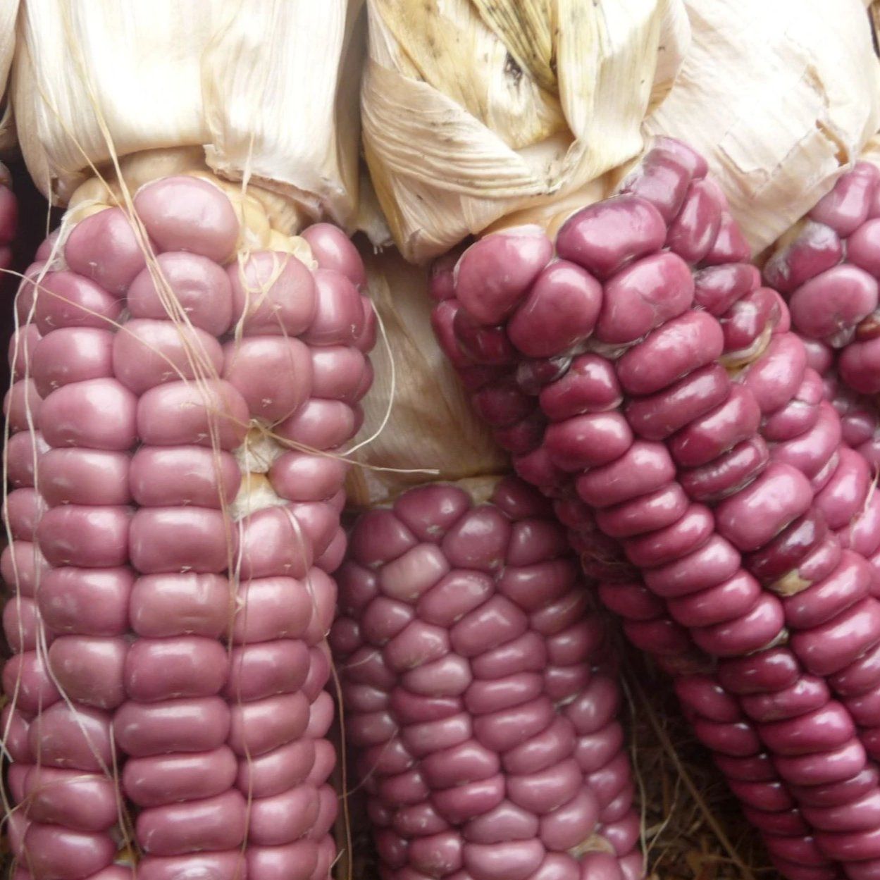 This is Zea Mays. The common name for this is Siouan Strawberry Corn. Whimsy and Wonder Seeds sells…