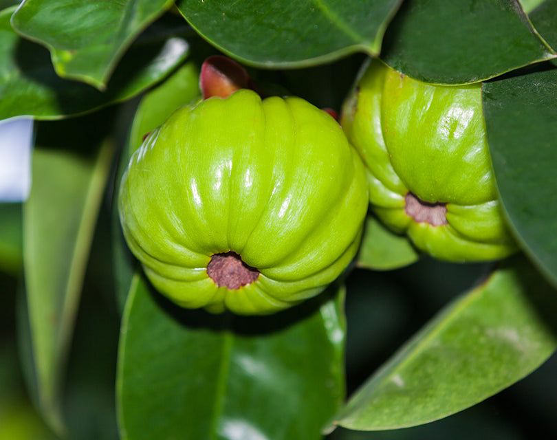 This is Garcinia gummi-gutta / Garcinia cambogia. The common name for this is Malabar Tamarind / Br…