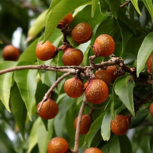 This is Sapindus saponaria. The common name for this is Western Soapberry / Soapnut. Whimsy and Won…