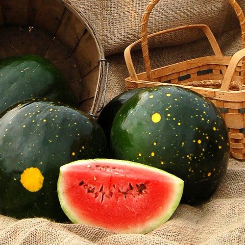 This is Citrullus lanatus. The common name for this is Moon and Stars Watermelon. Whimsy and Wonder…