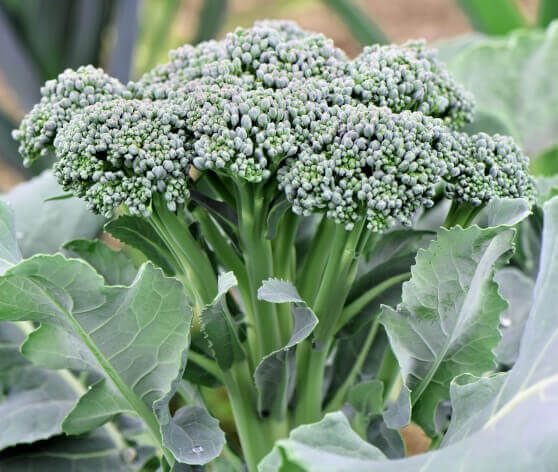 This is Brassica oleracea. The common name for this is Green Sprouting Broccoli. Whimsy and Wonder …