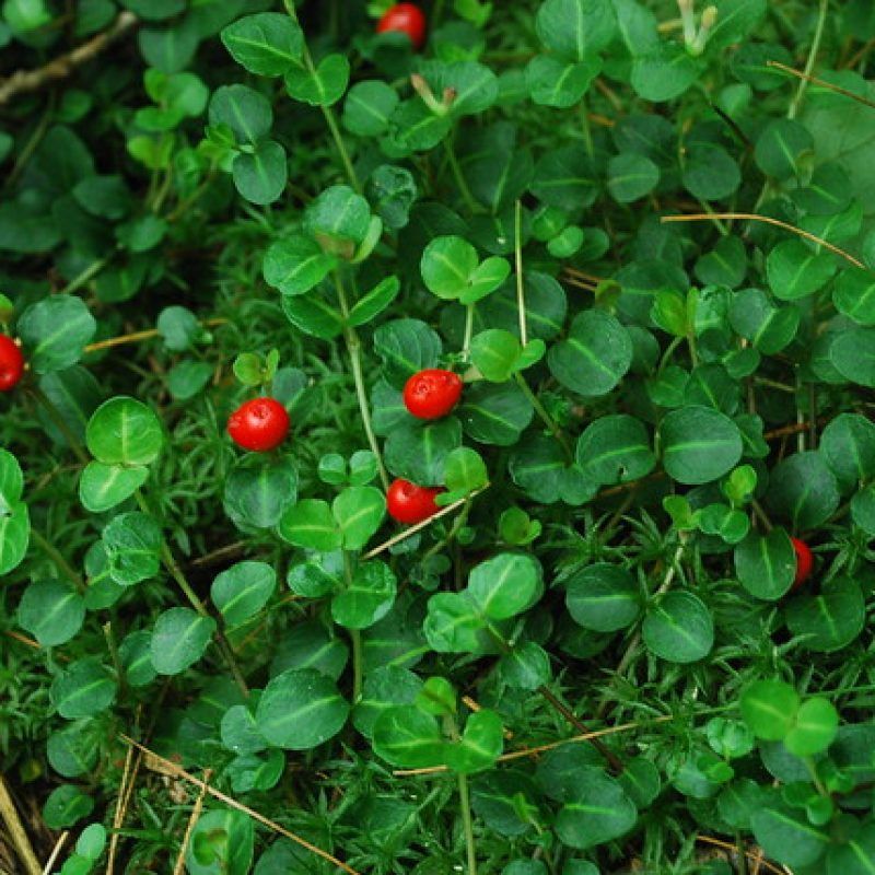 This is Mitchella repens. The common name for this is Partridge Berry Vine. Whimsy and Wonder Seeds…