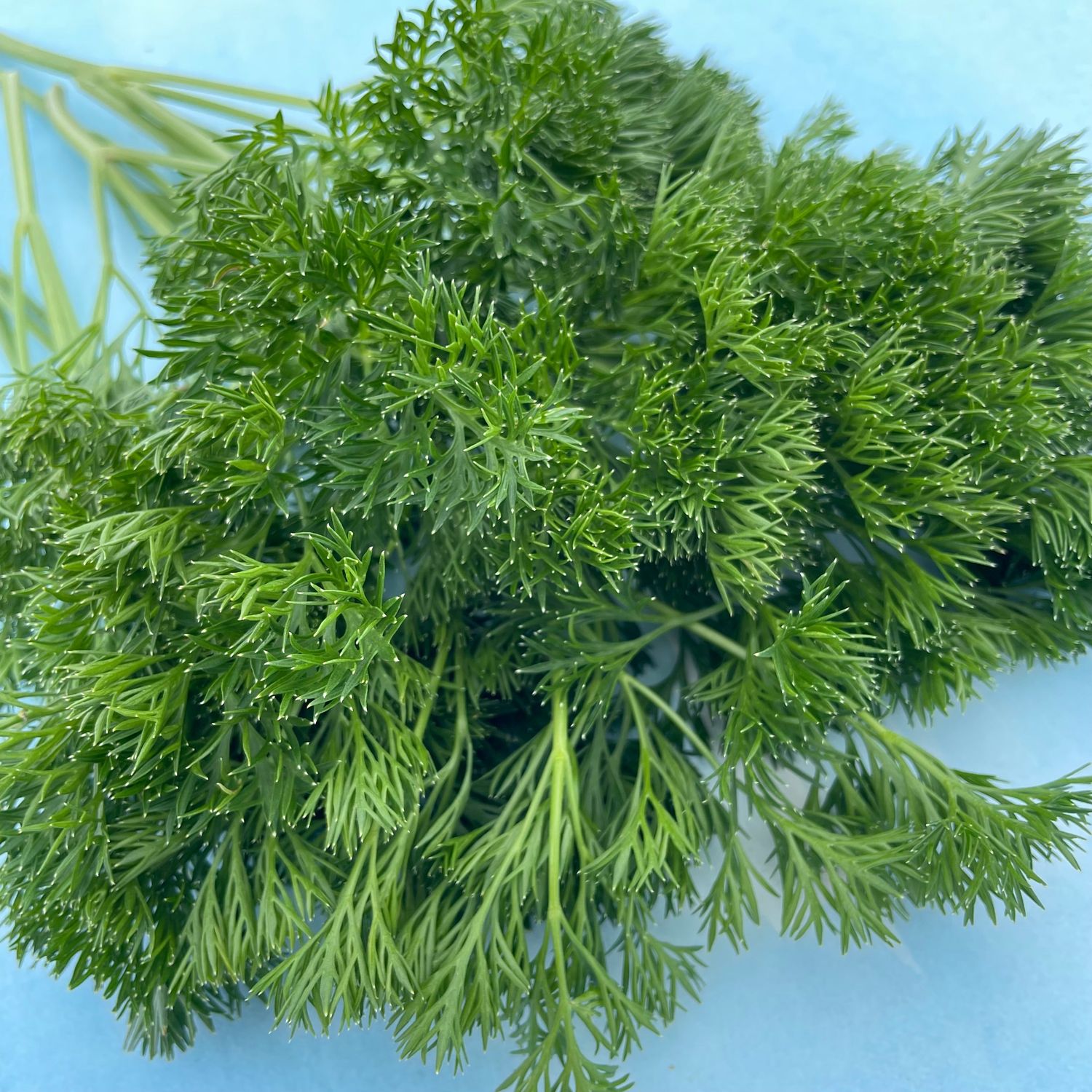 This is Petroselinum crispum. The common name for this is Menuette Parsley. Whimsy and Wonder Seeds…