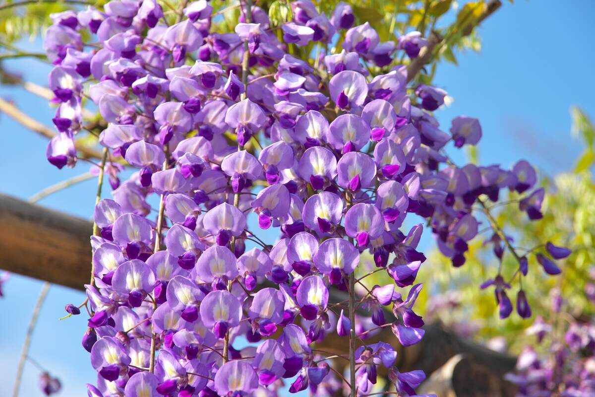 This is Wisteria floribunda. The common name for this is Japanese Wisteria. Whimsy and Wonder Seeds…