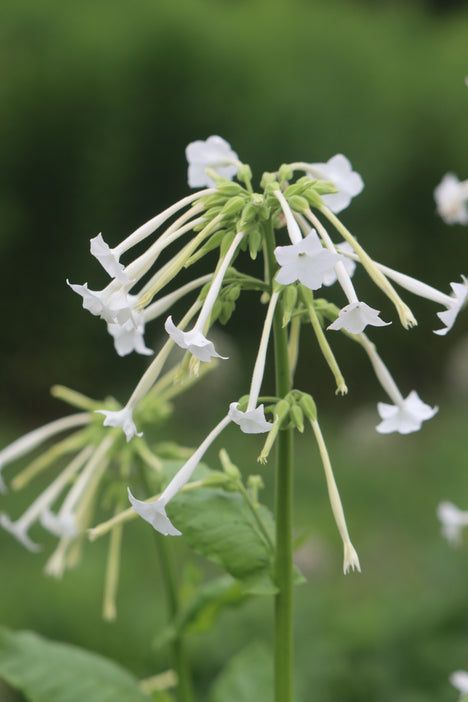 This is Nicotiana sylvestris. The common name for this is Ghost Pipes Nicotiana. Whimsy and Wonder …