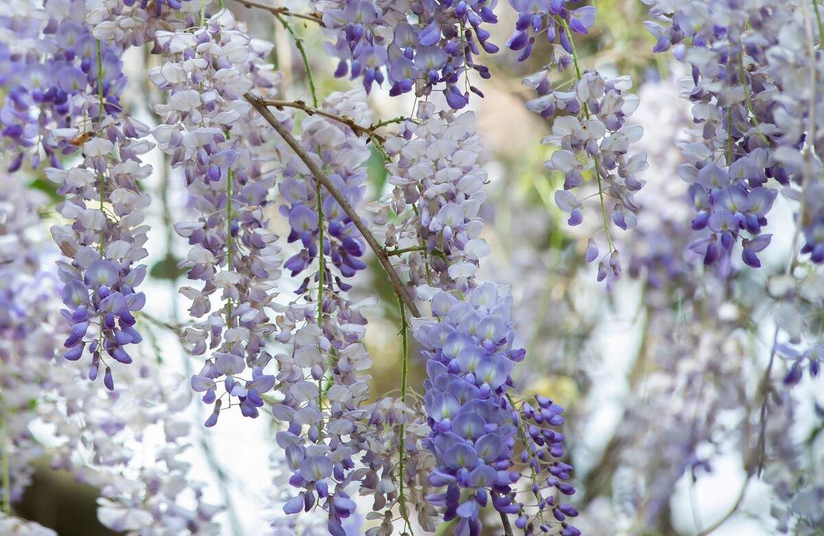 This is Wisteria frutescens. The common name for this is American Wisteria. Whimsy and Wonder Seeds…
