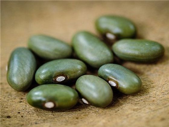 This is Phaseolus vulgaris. The common name for this is Mbombo Beans. Whimsy and Wonder Seeds sells…