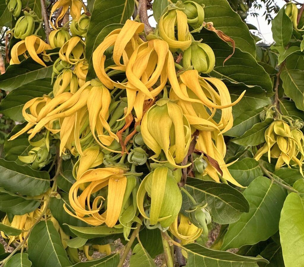 This is Cananga odorata. The common name for this is Ylang-Ylang / Cananga. Whimsy and Wonder Seeds…