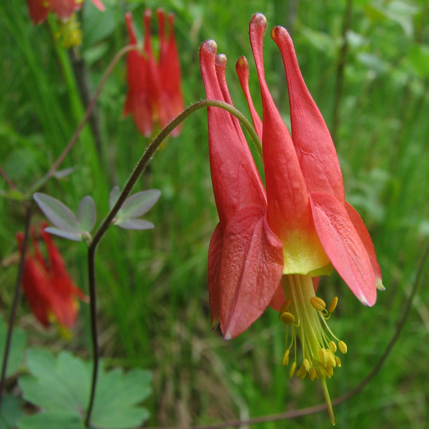 This is Aquilegia canadensis. The common name for this is Canada Columbine / Eastern Red Columbine.…