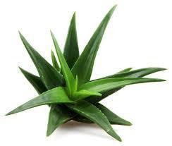 Aloe MUD Black Soap