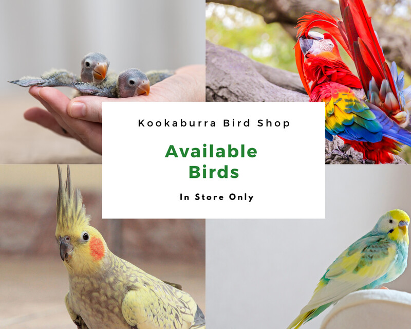 Available Birds