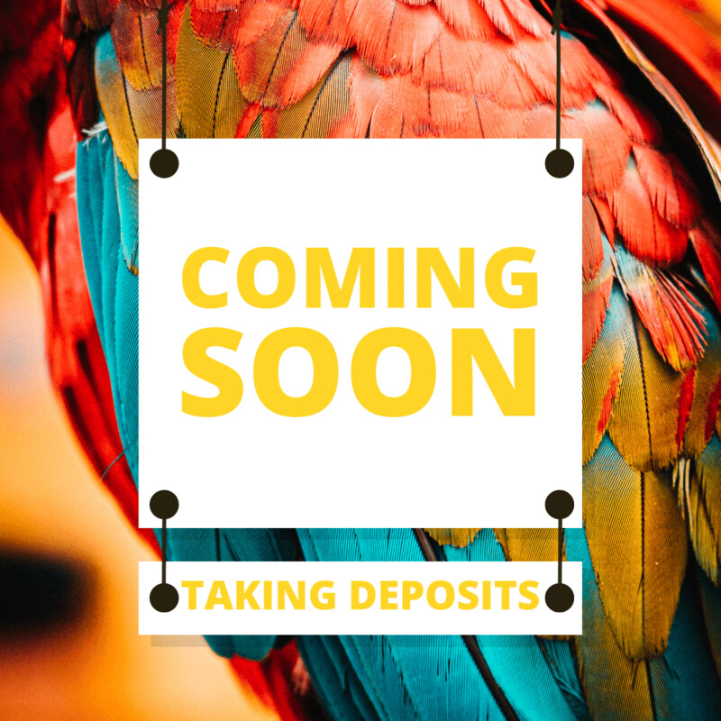 Birds Coming Soon