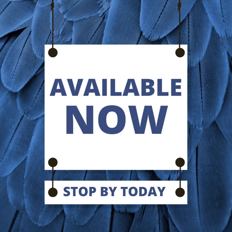 Birds Available Now