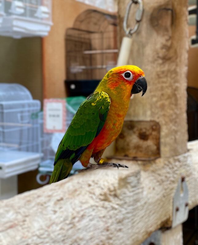 Sun Conure
