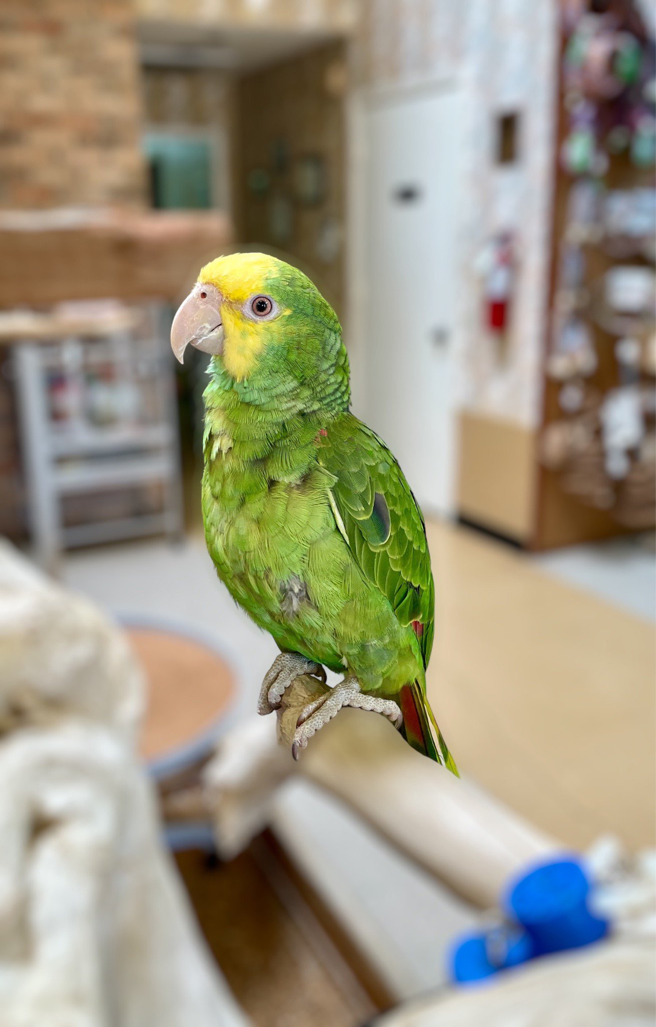 Double Yellow Head Amazon