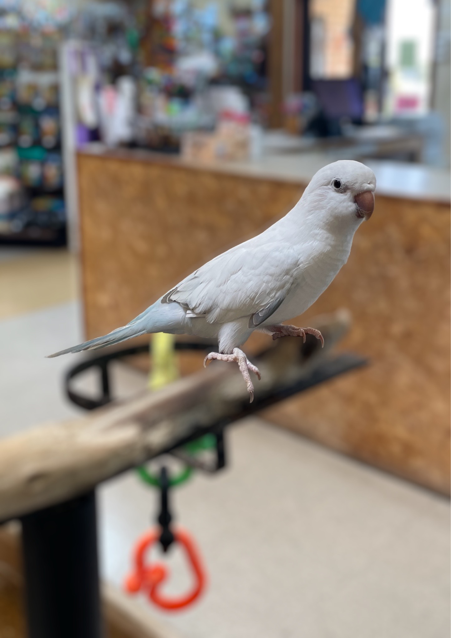 Blue Crossover Quaker Parakeet