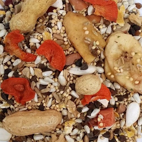 4lb Conure/Lovebird McBride's