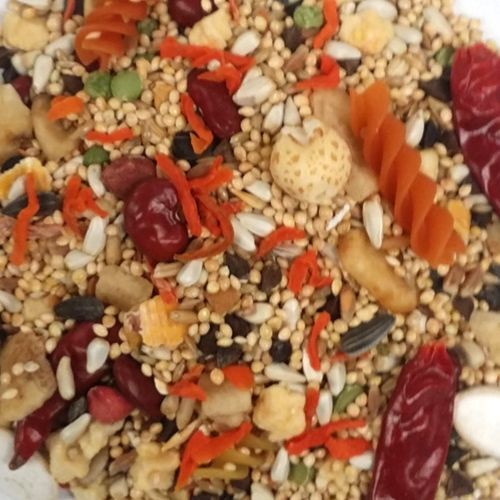 4lb Conure Rainforest