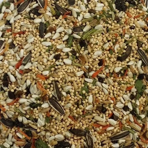 4lb Cockatiel w/Sun V.E.