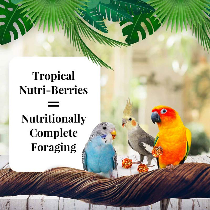 10 oz Cockatiel Tropical Fruit Nutri-Berries