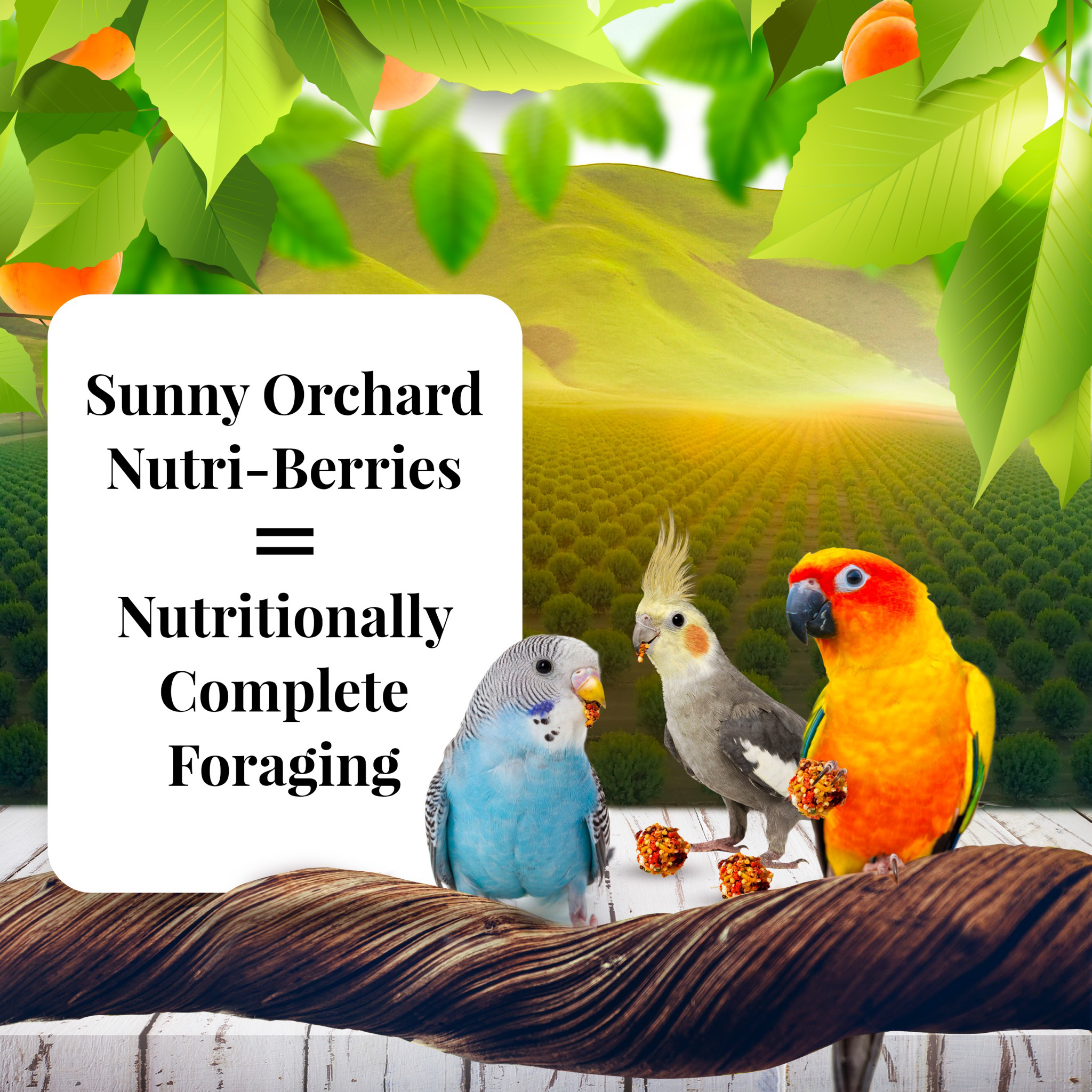 10 oz Cockatiel Sunny Orchard Nutri-Berries