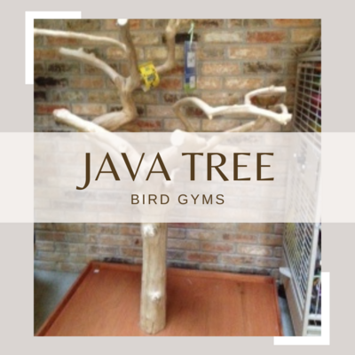 Java Tree Bird Gyms