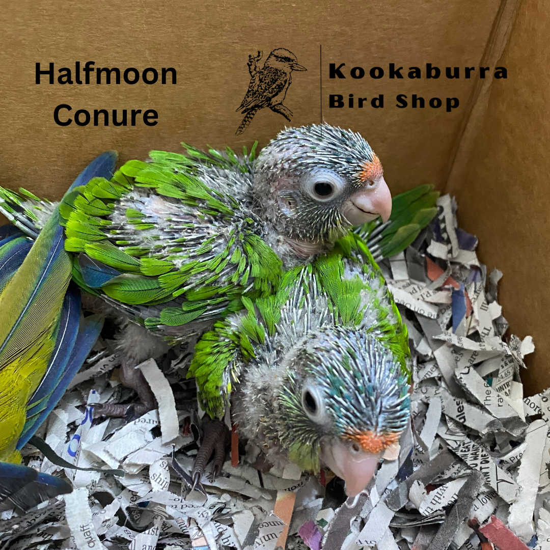 Half Moon Conure