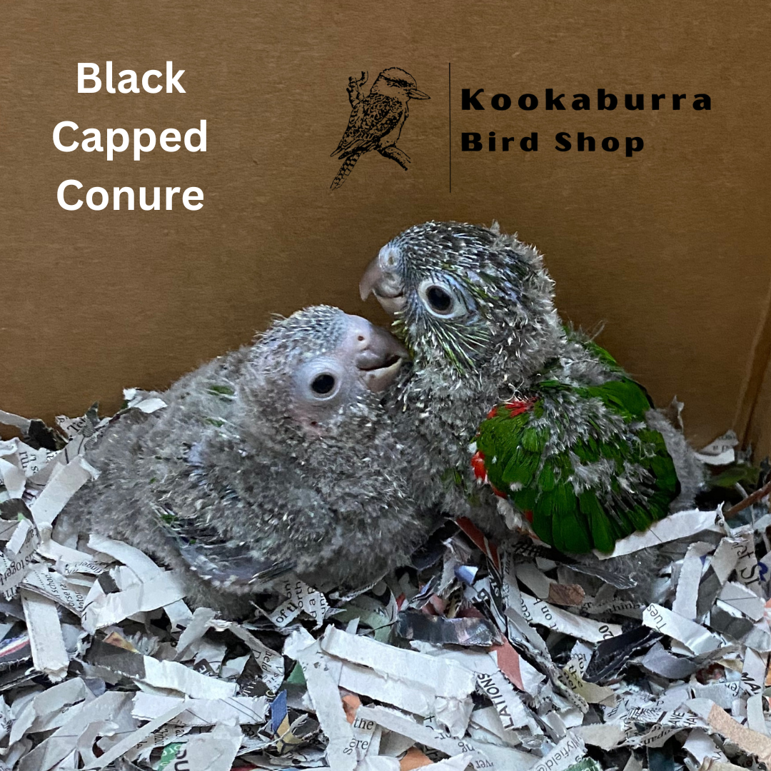 Black Capped Conure