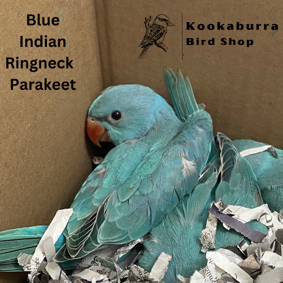 Sky Blue Indian Ring Necked Parakeet