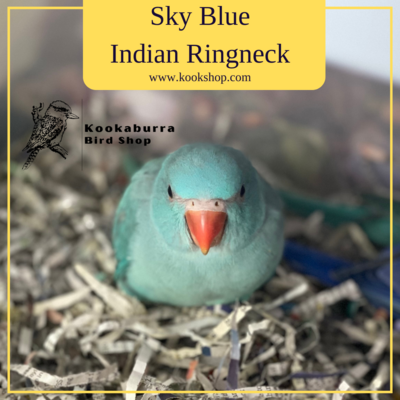Sky Blue Indian Ring Necked Parakeet