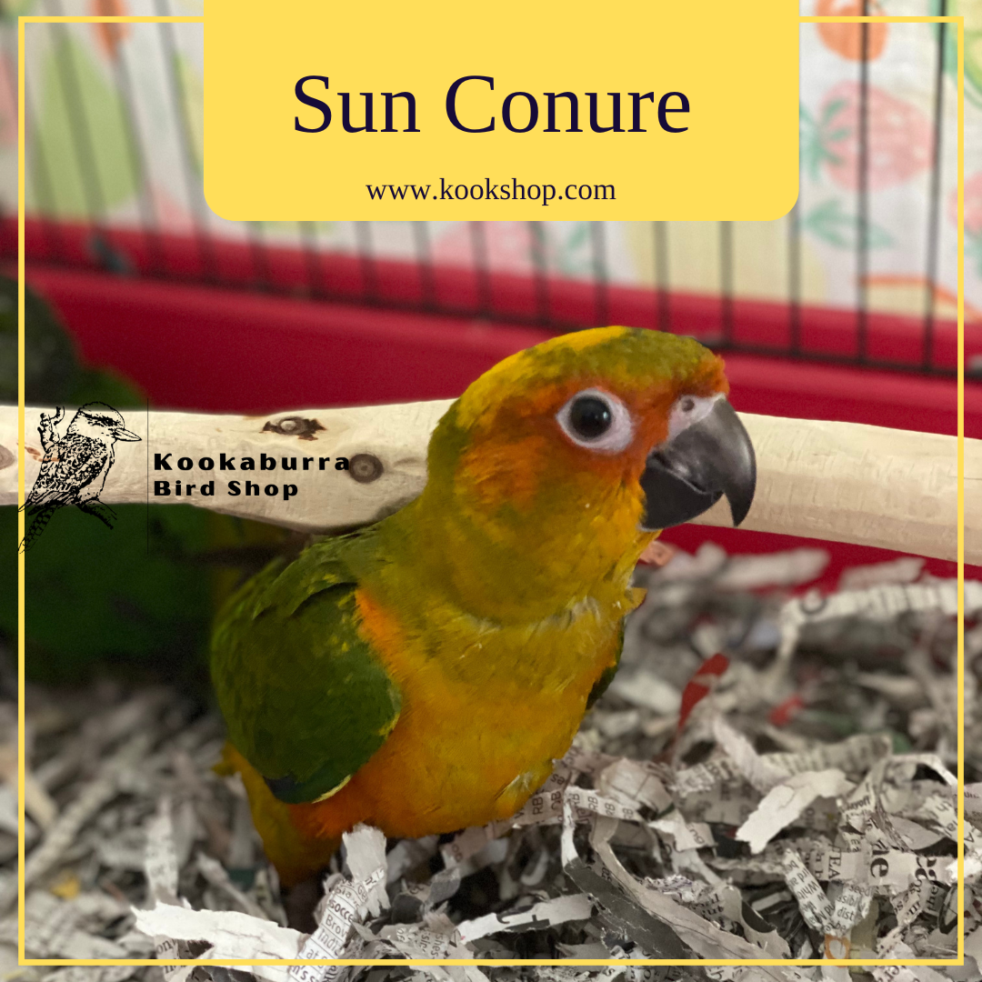 Sun Conure