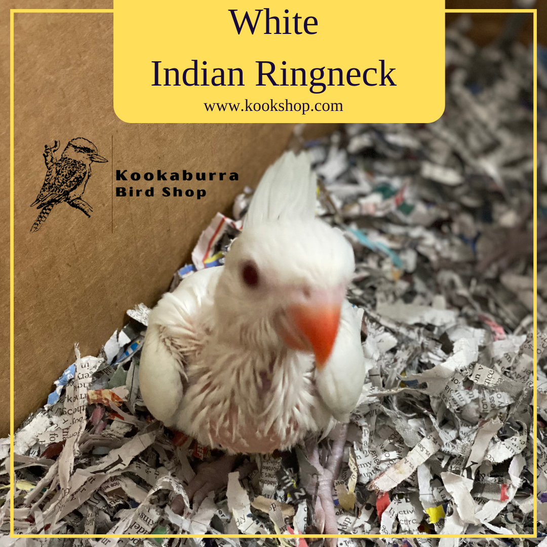 The Pros and Cons of Owning an Indian Ringneck Parrot